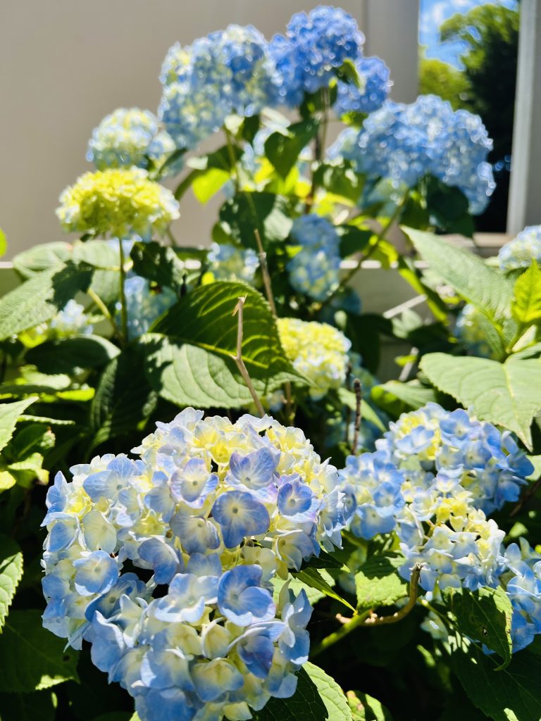 The Expectant Garden